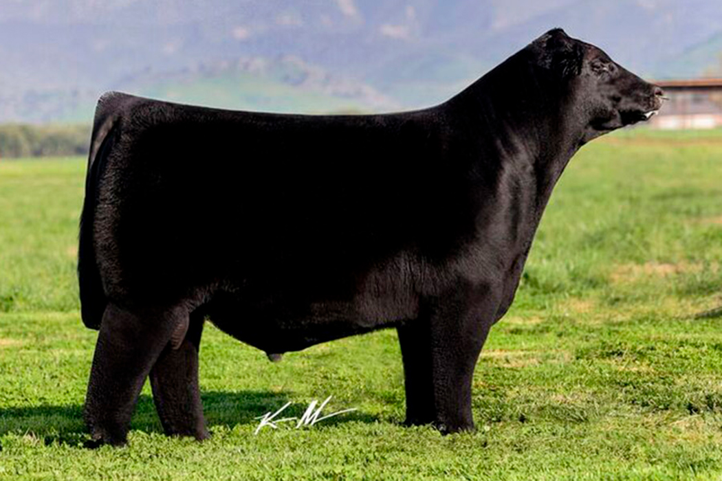 Colburn-Primo-5153web