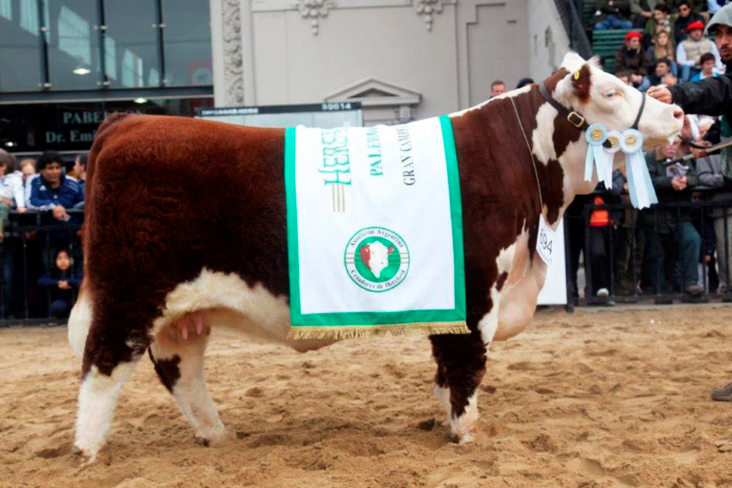 X4660-Travesía-GCH-Palermo-2015