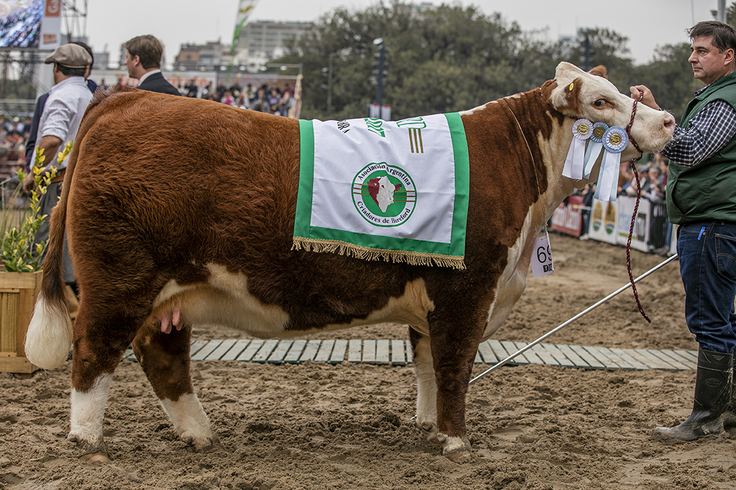 X4980 Filigrana Gran Camp.Hembra Palermo 2017 - copia